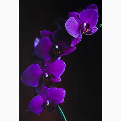 Promaster 3330 Matte 65 Paper 8.5"x11" - 100 Sheets Inkjet